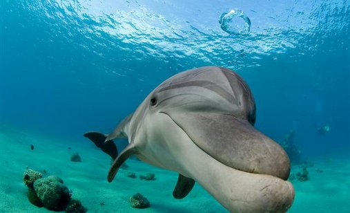 Dolphin-boy