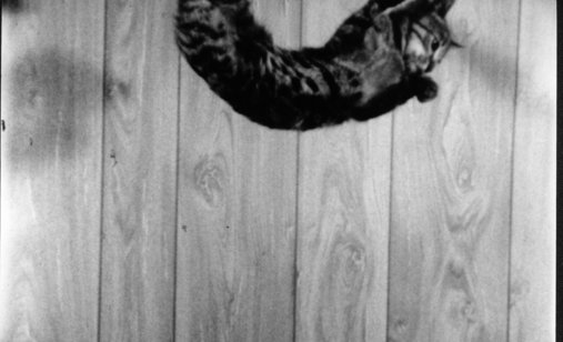 Nine_lives