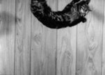 Nine_lives