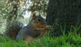 Nutkins_last_stand
