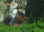 Nutkins_last_stand