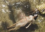 Elena_water_scene