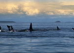 Blackfish_20dogwoof_20documentary_20(9)