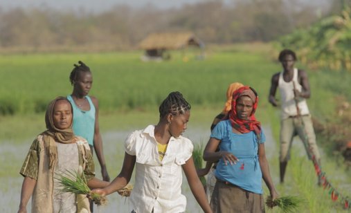 Saudi_20star_20rice_20farm_2c_20gambella_20region_2c_20ethiopia_3b_20photo_20cred_20-_20joakim_20demmer_20(1)