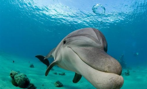 Dolphin_boy_1