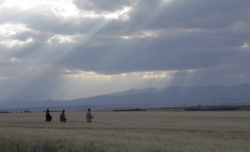 Wheatfield_2c_20bale_20region_2c_20ethiopia_2c_202013_3b_20photo_20cred_20-_20joakim_20demmer_20(2)