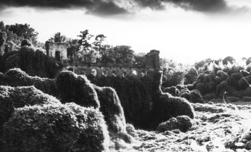 Kudzu_loza