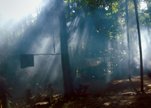 Song-from-the-forest