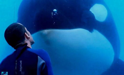 Blackfish