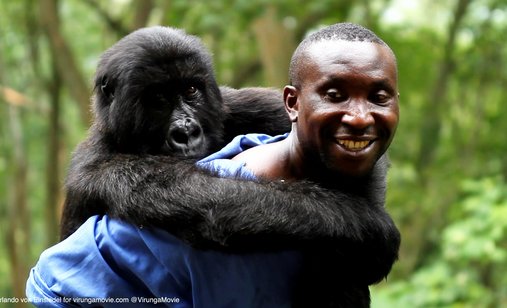 Virunga_andre_with_gorilla_virunga_national_park