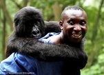 Virunga_andre_with_gorilla_virunga_national_park