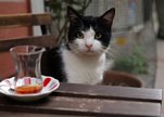 9_-_gamsiz_in_kedi_preview