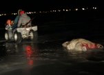 Bear_201